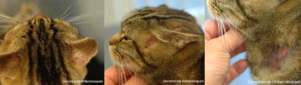 Een kat met vlooienallergie